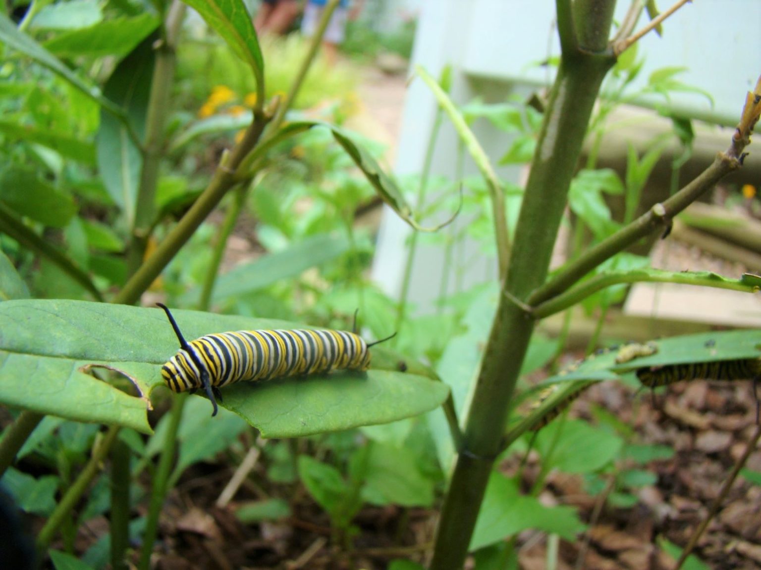 Butterfly Habitat - Lost River Cave